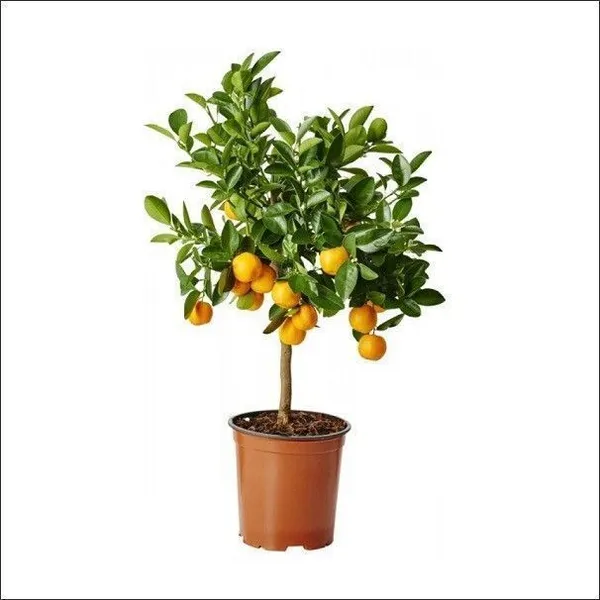 Orange_Plant_(Hybrid,_Pack_of_1)