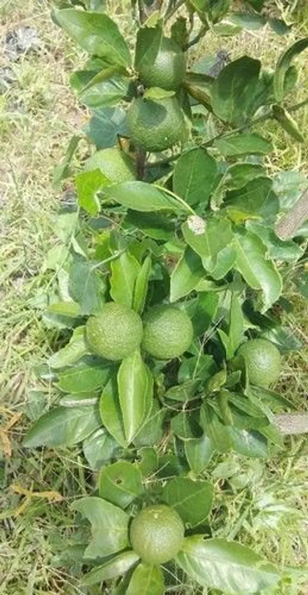 Orange_Plant_(Hybrid,_Pack_of_1)