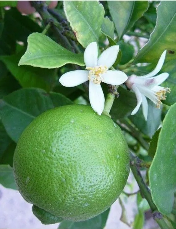 Orange_Plant_(Hybrid,_Pack_of_1)
