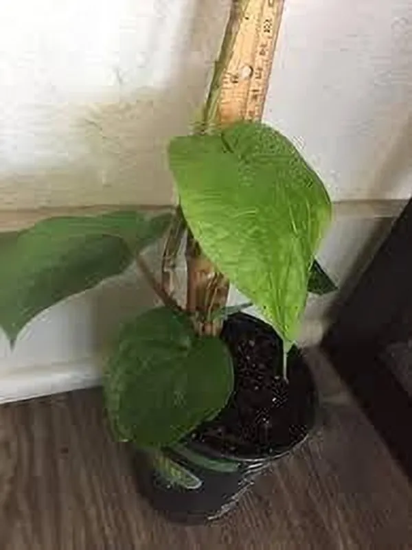 Betel_Leaf_Plant_(Hybrid,_Pack_of_1)