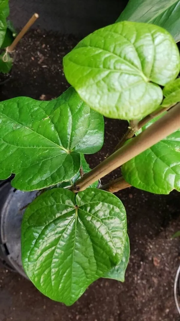Betel_Leaf_Plant_(Hybrid,_Pack_of_1)