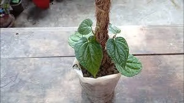 Betel_Leaf_Plant_(Hybrid,_Pack_of_1)