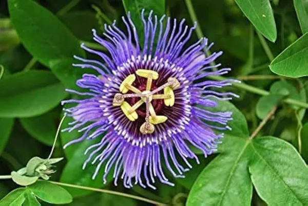Passion_Plant_(Hybrid,_Pack_of_1)