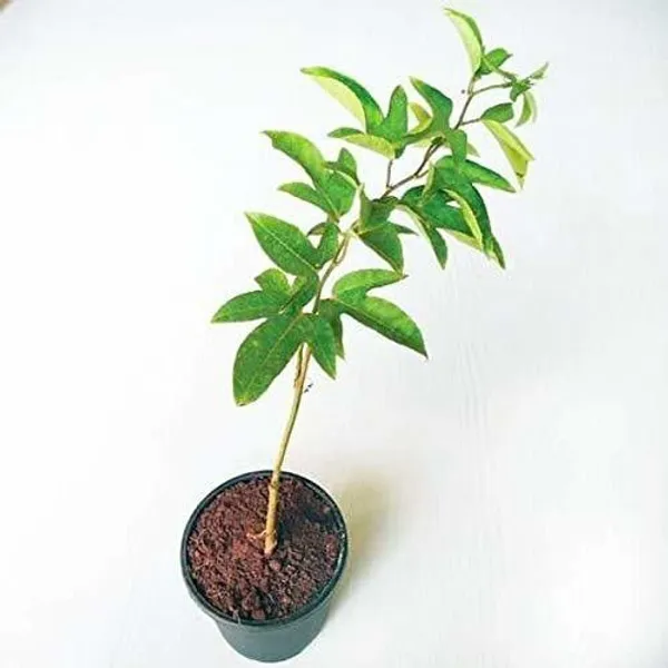 Passion_Plant_(Hybrid,_Pack_of_1)