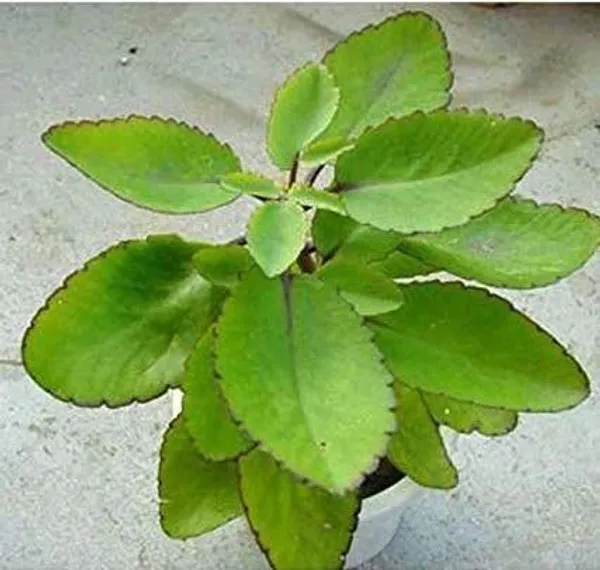 Bryophyllum_Pinnatum/Patharchatta_Plant_(Hybrid,_Pack_of_1)