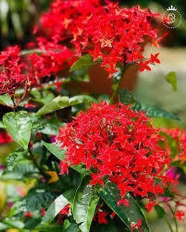 Ixora_Plant_(Hybrid,_Pack_of_1)
