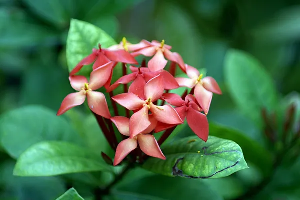 Trothic_Ixora/Chethi_Plant_(Hybrid,_Pack_of_1)