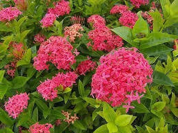 Ranjai_Plant_(Hybrid,_Pack_of_1)
