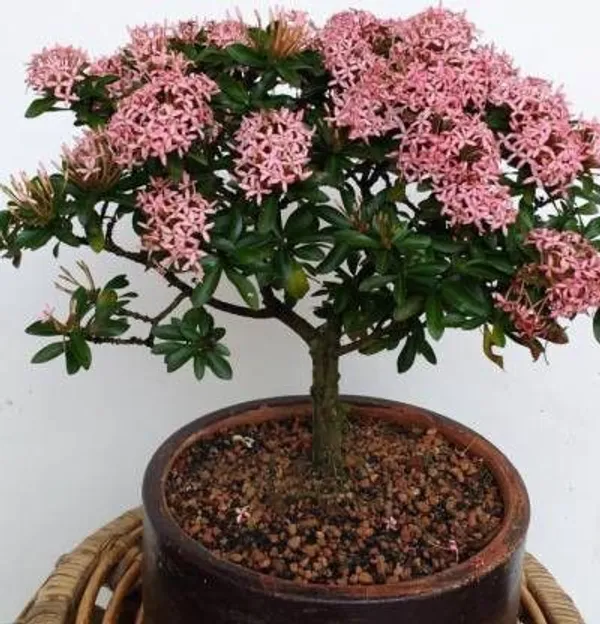Trothic_Ixora/Chethi_Plant_(Hybrid,_Pack_of_1)