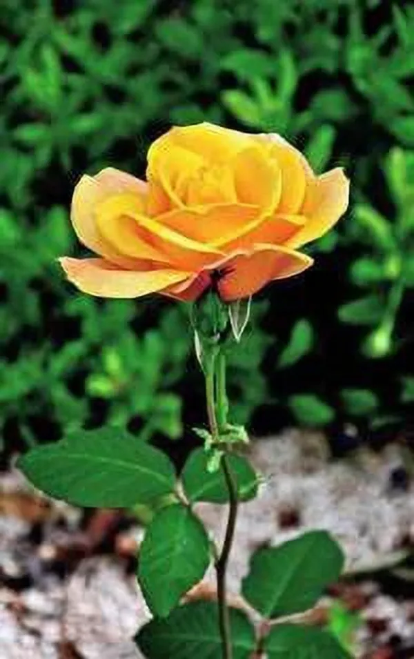 Marigold_Plant_(Hybrid,_Pack_of_1)