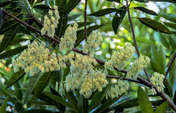 Rudraksha_Plant_(Hybrid,_Pack_of_1)