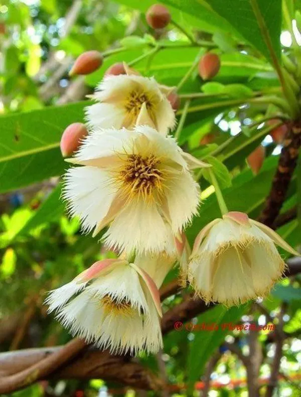 Rudraksha_Plant_(Hybrid,_Pack_of_1)