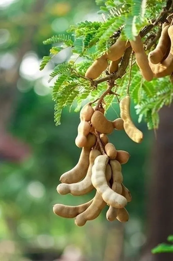 Tamarind_Plant_(Hybrid,_Pack_of_1)