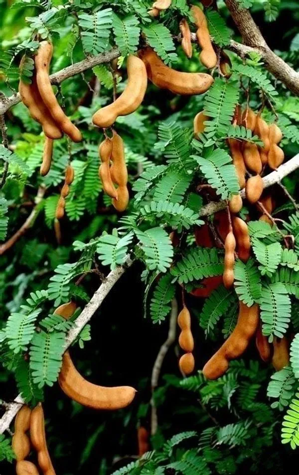 Tamarind_Plant_(Hybrid,_Pack_of_1)