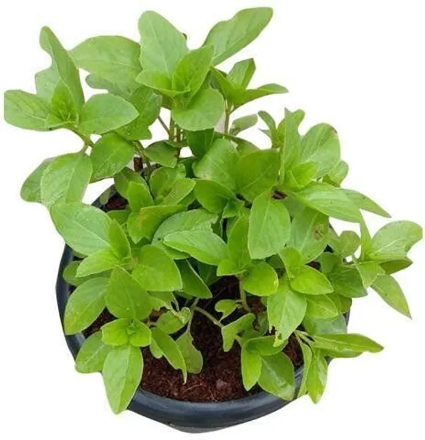 Tulsi_Plant_(Hybrid,_Pack_of_1)