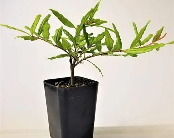 Pomegranate_Plant_(Hybrid,_Pack_of_1)