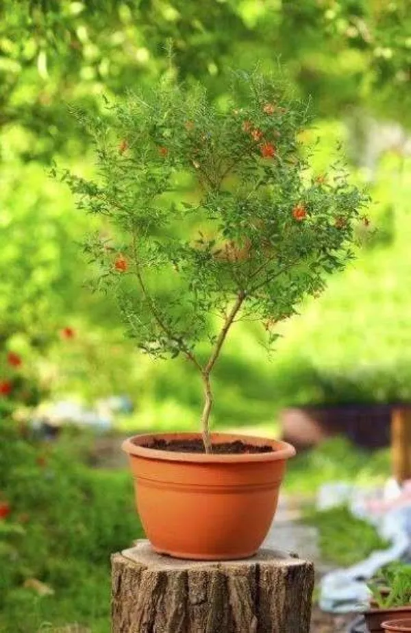 Pomegranate_Plant_(Hybrid,_Pack_of_1)