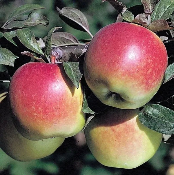 Apple_Plant_(Hybrid,_Pack_of_1)