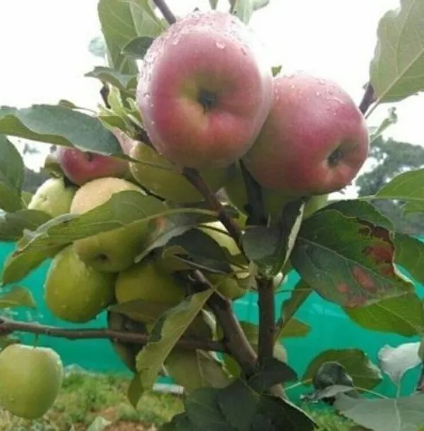Apple_Plant_(Hybrid,_Pack_of_1)