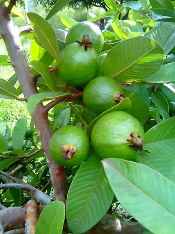 Guava_Plant_(Hybrid,_Pack_of_1)