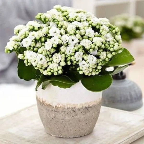 Kalanchoe_Plant_(Hybrid,_Pack_of_1)