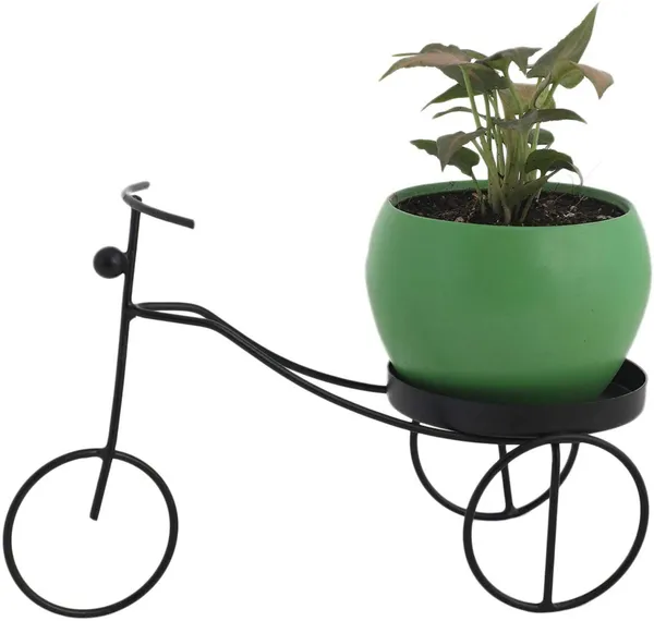 Syngonium_Plant_(Hybrid,_Pack_of_1)
