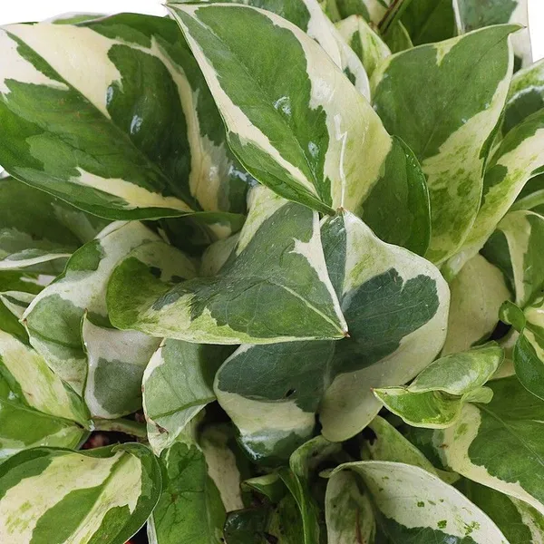 Metallic_Money_Plant_(Hybrid,_Pack_of_1)