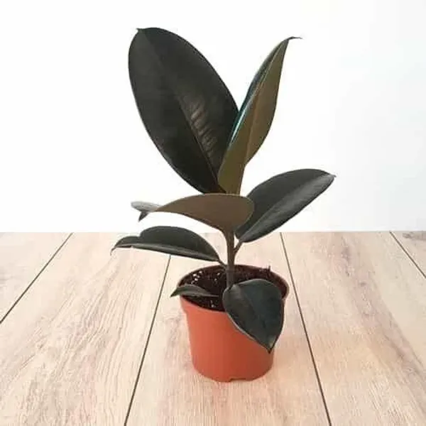 Rubber_Tree_(Hybrid,_Pack_of_1)