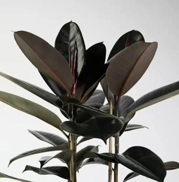 Rubber_Tree_(Hybrid,_Pack_of_1)