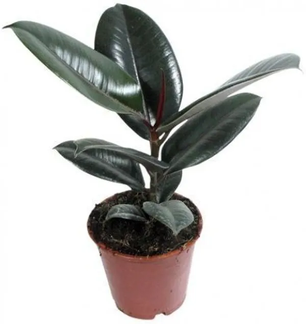 Rubber_Tree_(Hybrid,_Pack_of_1)