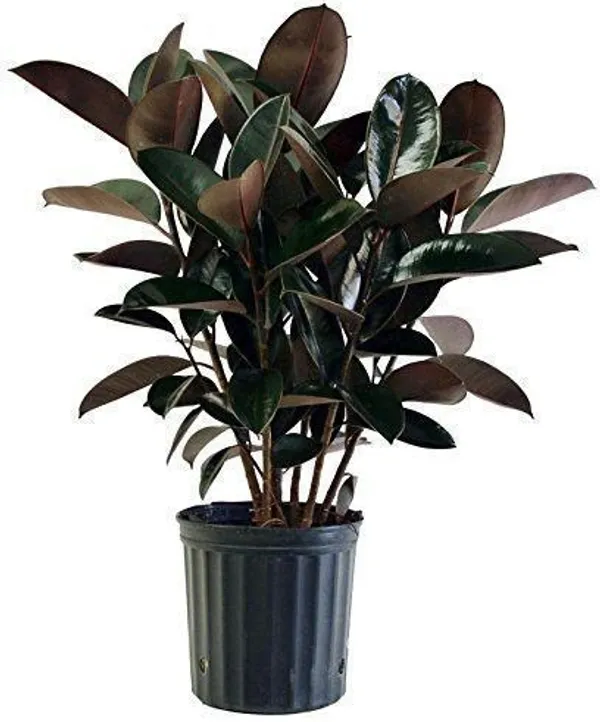 Ficus_Plant_(Hybrid,_Pack_of_1)