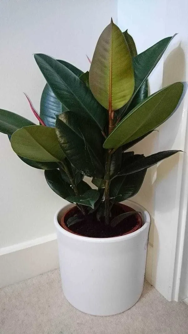 Rubber_Tree_(Hybrid,_Pack_of_1)