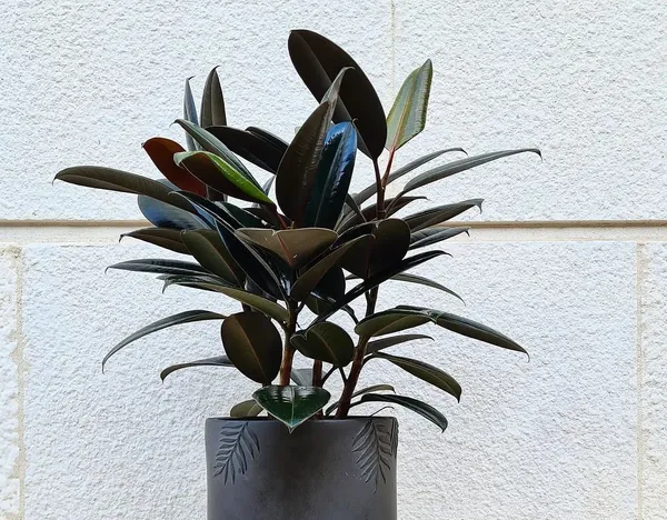 Rubber_Tree_(Hybrid,_Pack_of_1)