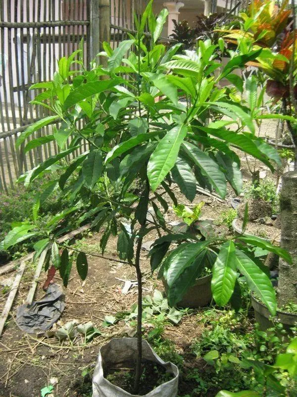 Rudraksha_Plant_(Hybrid,_Pack_of_1)