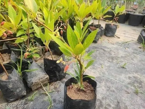 Rudraksh_Live_Plant_(Hybrid,_Pack_of_1)