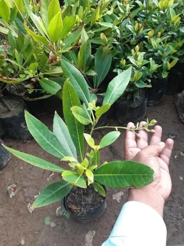 Rudraksh_Live_Plant_(Hybrid,_Pack_of_1)