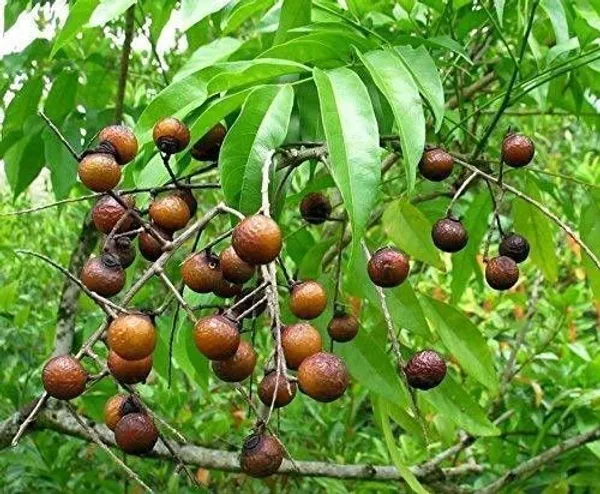Rudraksh_Live_Plant_(Hybrid,_Pack_of_1)