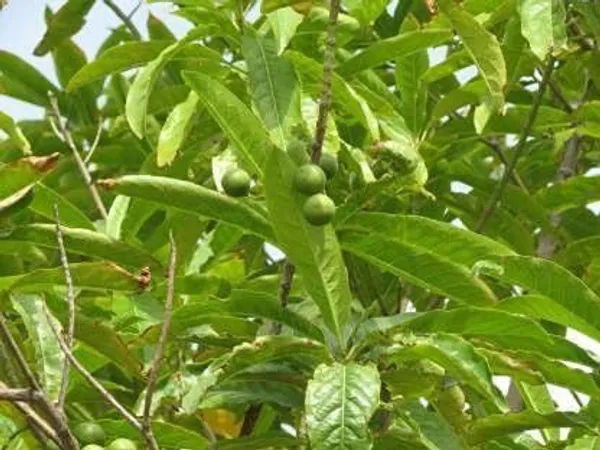 Rudraksh_Live_Plant_(Hybrid,_Pack_of_1)