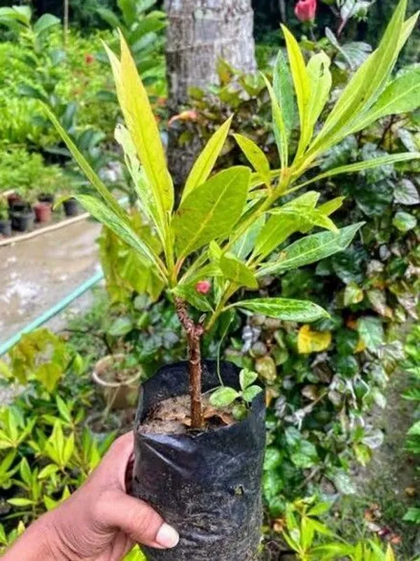 Rudraksh_Live_Plant_(Hybrid,_Pack_of_1)