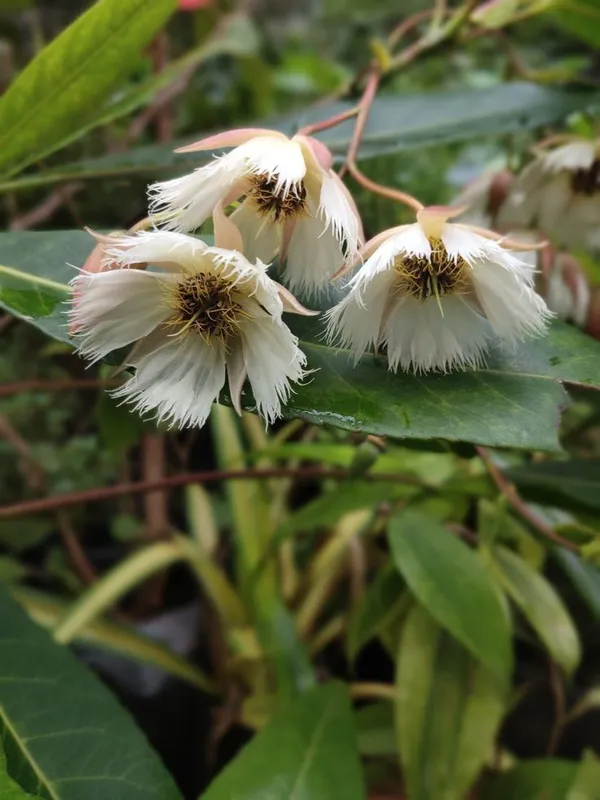 Rudraksh_Live_Plant_(Hybrid,_Pack_of_1)