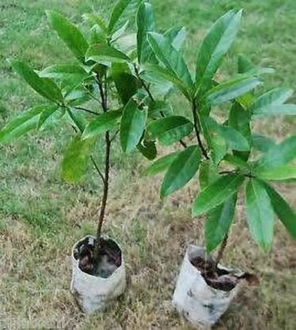Rudraksha_Plant_(Hybrid,_Pack_of_1)