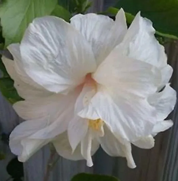 Hibiscus_Plant_(Hybrid,_Pack_of_1)