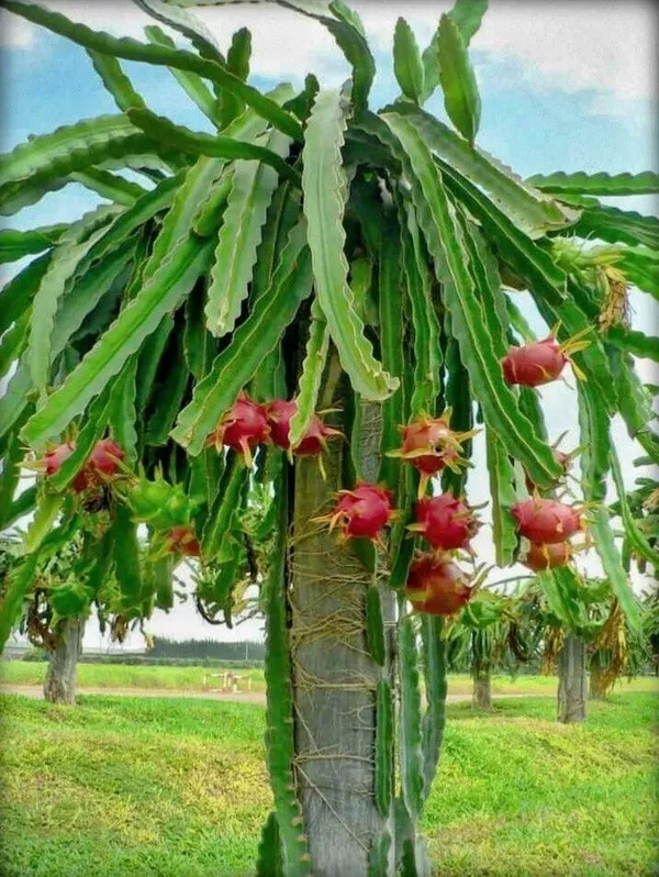 Dragon_Tree_(Hybrid,_Pack_of_1)