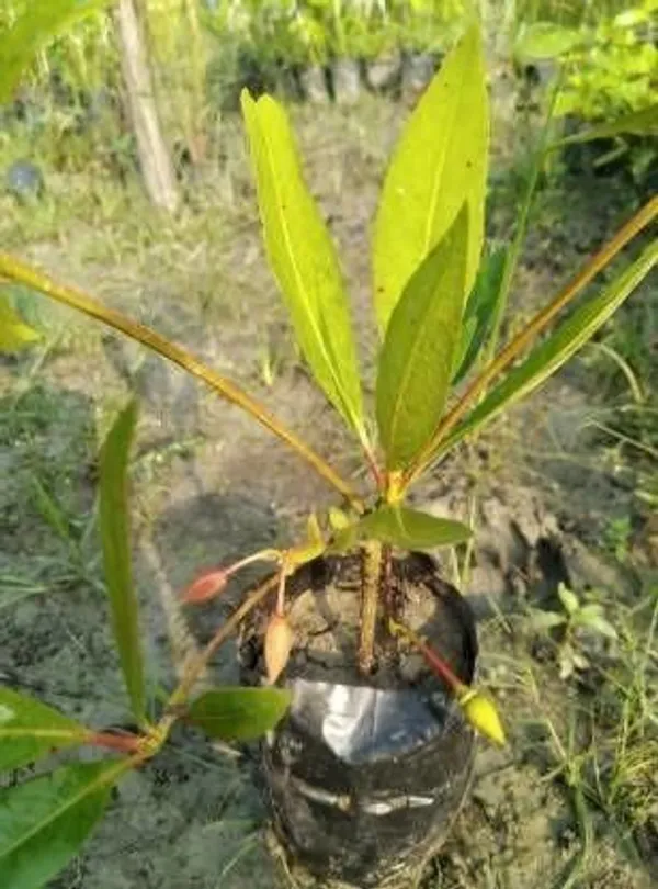 Rudraksh_Live_Plant_(Hybrid,_Pack_of_1)