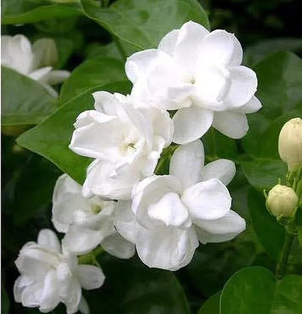 Night_Bloom_Jasmine_Plant_(Hybrid,_Pack_of_1)