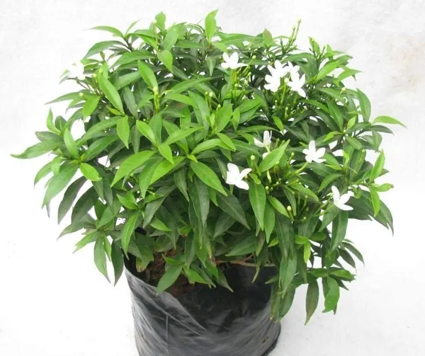 Night_Bloom_Jasmine_Plant_(Hybrid,_Pack_of_1)