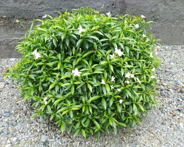 Night_Bloom_Jasmine_Plant_(Hybrid,_Pack_of_1)