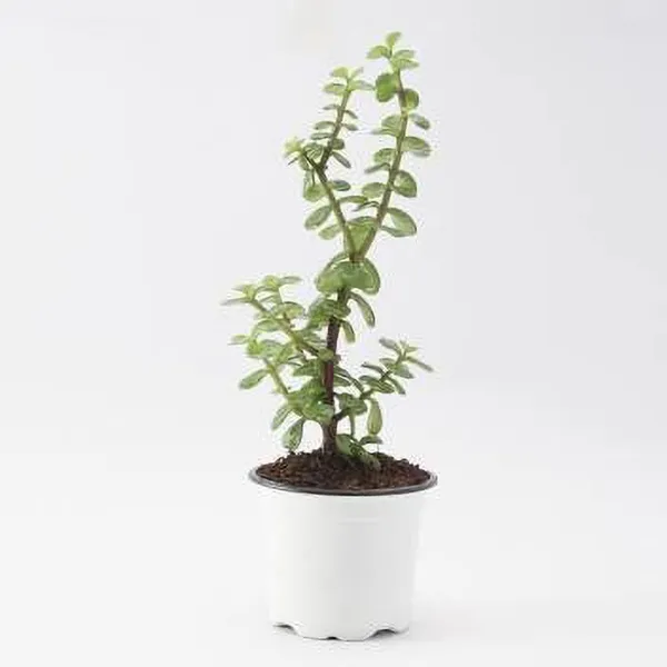 Jade_Plant_(Hybrid,_Pack_of_1)