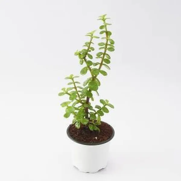 Jade_Plant_(Hybrid,_Pack_of_1)