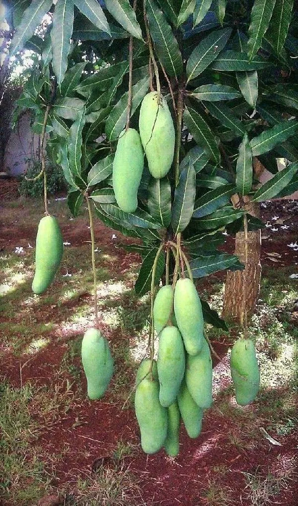 Mango_Plant_(Hybrid,_Pack_of_1)